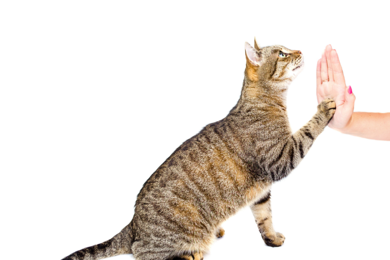 Você gosta de animais? Que tal faturar alto com o adestramento de gatos? 7 Adestramento de gatos