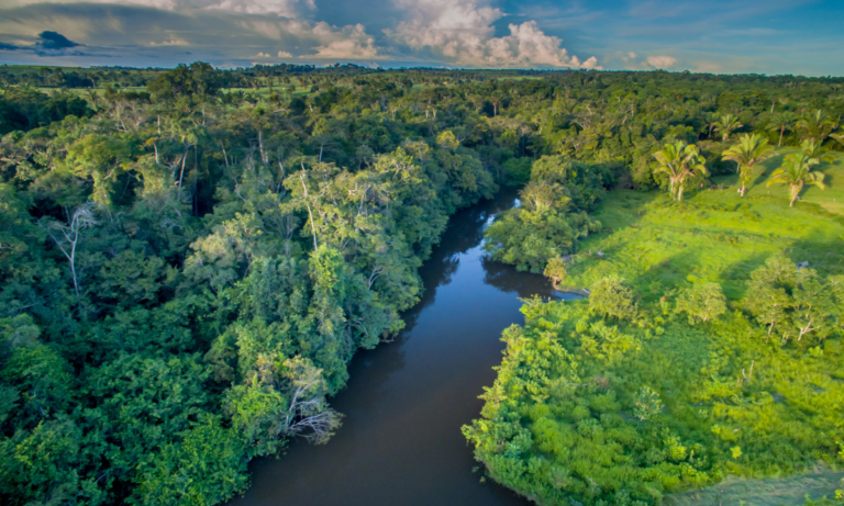 Queimadas na Amazônia: devastação e doenças respiratórias estão associadas 8 Queimadas na floresta amazônica