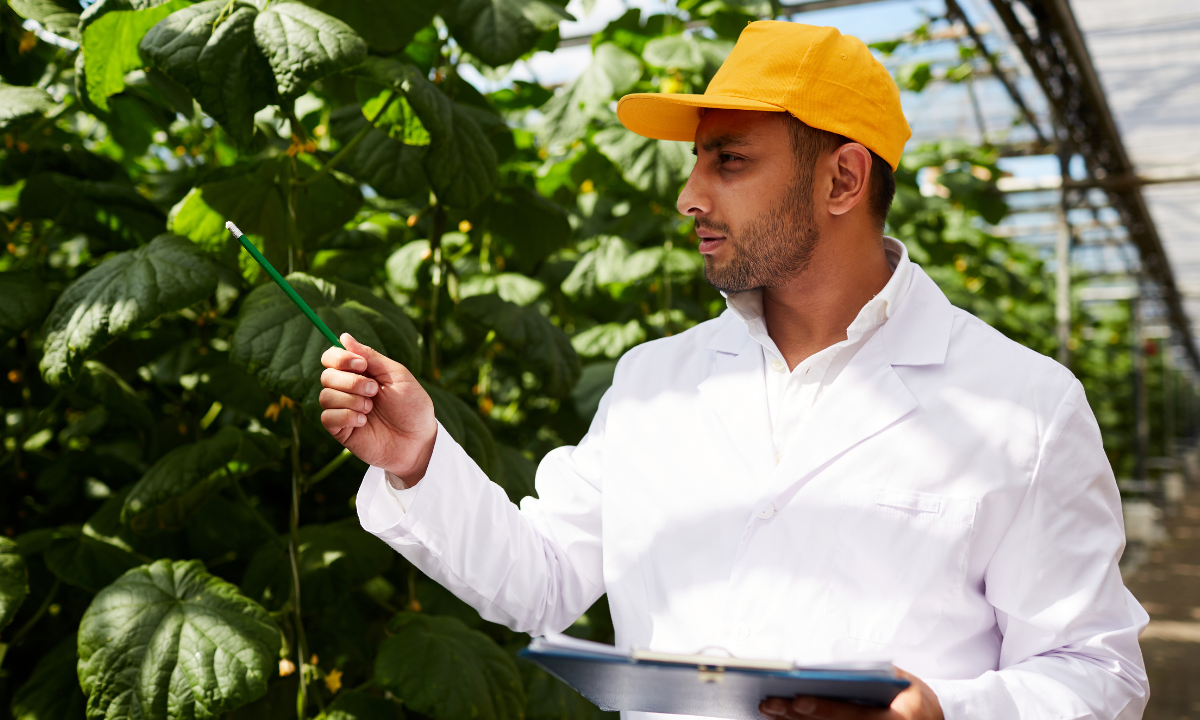 formalização do emprego no agro