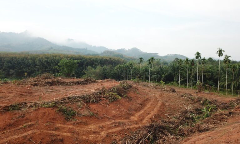 Desmatamento no Cerrado: poderá faltar água, energia e alimentos 4 Desmatamento no cerrado