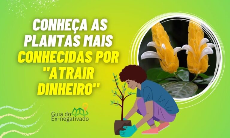 Planta Camarão Amarelo atrai dinheiro