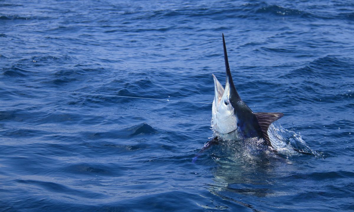 Polêmica em torneio de pesca: Marlim-azul perde título por motivo surpreendente