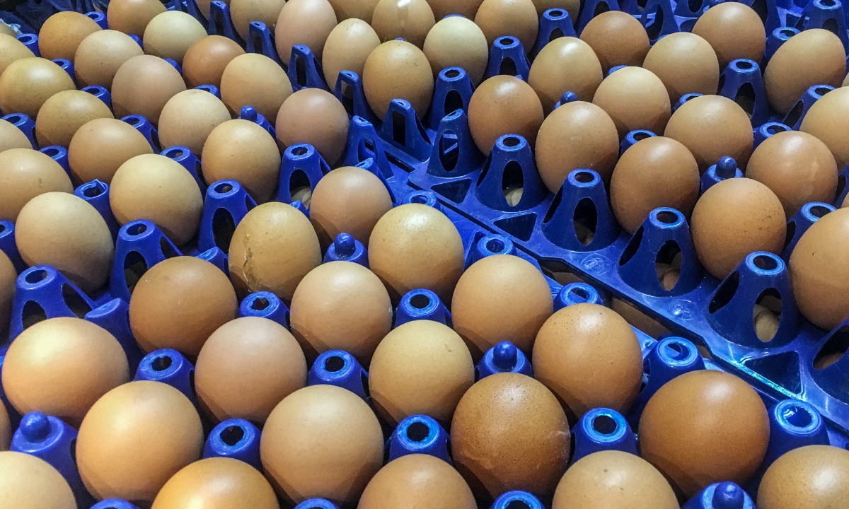 Alta do ovo de galinha desafia queda de preços no Brasil.