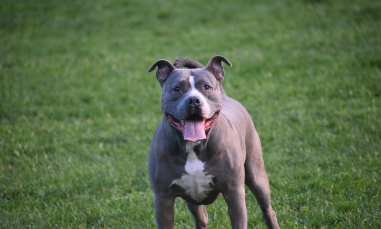 Cadela pitbull come mais de R$ 900 em cédulas e viraliza no TikTok 9 Cadela pitbull come mais de R$ 900 em cédulas e viraliza no TikTok