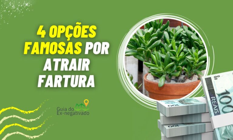 Planta do dinheiro? Opções para ter em casa que prometem "enriquecer" você 9 Planta do dinheiro