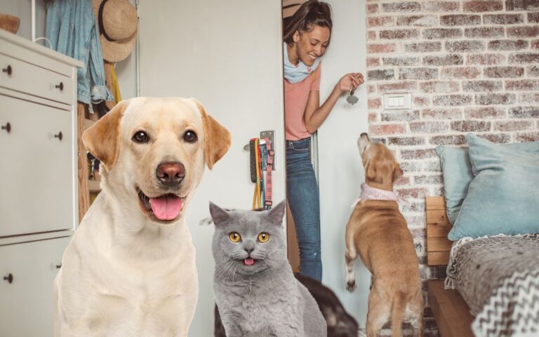 Babá de cachorro e gato (Pet Sitter): como ser um e como achar profissional 8 Babá de cachorro e gato (Pet Sitter)