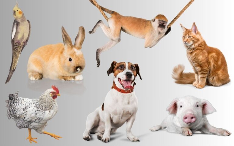 Direitos dos animais