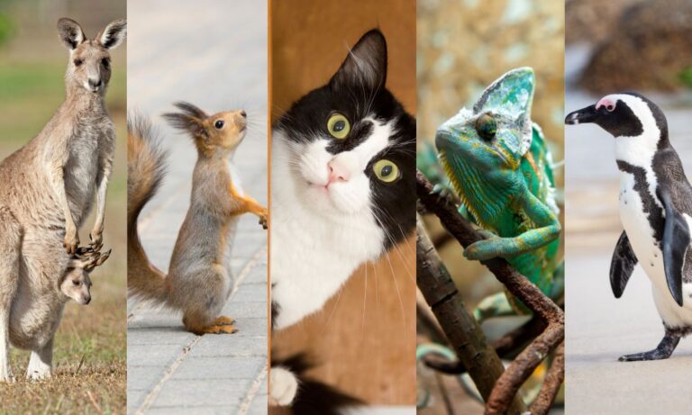 Estratégias Financeiras